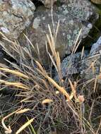 Image of Nit-grass