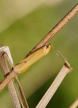 Image of Philobota protecta Meyrick 1920