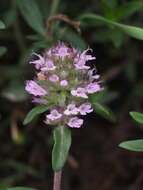 Image of Thymus kosteleckyanus Opiz