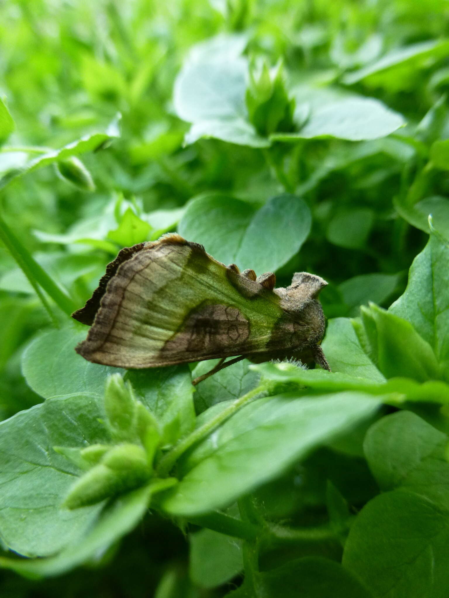 Image of Cryptic Burnished Brass