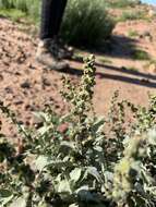 Image of San Diego bur ragweed