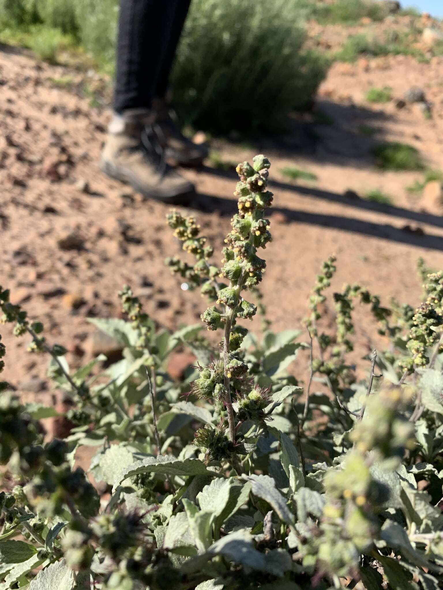 Image of San Diego bur ragweed