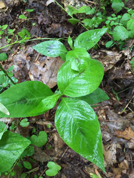 Image de Persicaria virginiana (L.) Gaertner