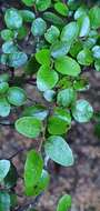 Image of Nothofagus blairii (Kirk) Cockayne