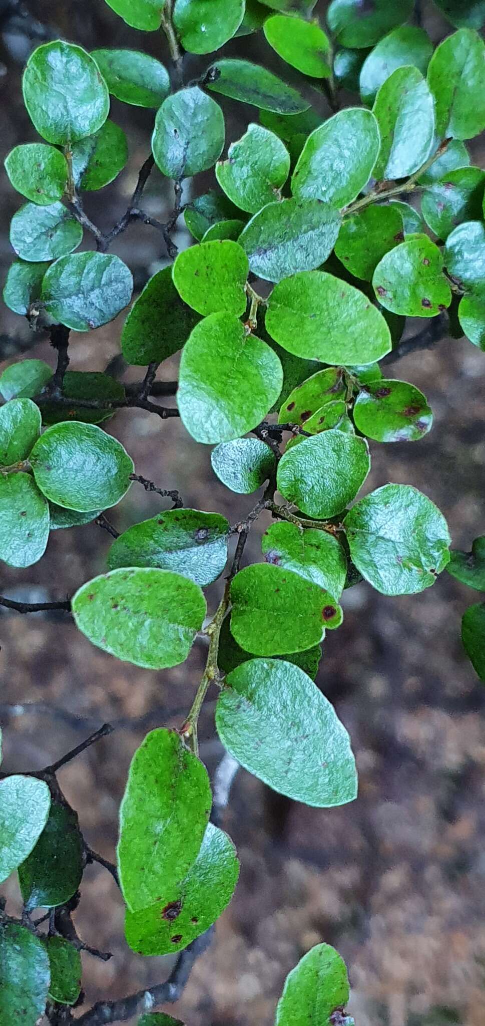 Image of Nothofagus blairii (Kirk) Cockayne