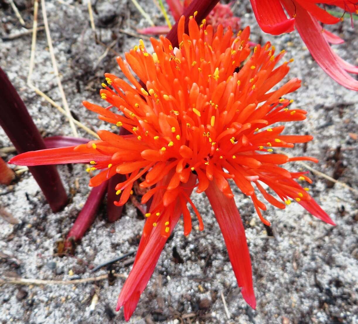 Imagem de Haemanthus canaliculatus Levyns