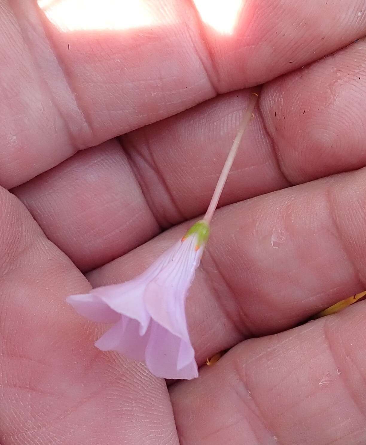 Image of Oxalis commutata var. concolor Salter