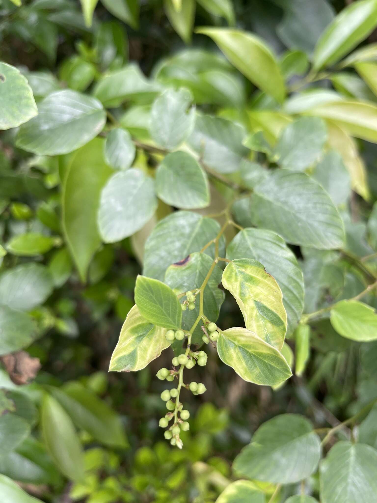 Image of Berchemia formosana C. K. Schneid.