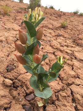 Image of milkweed milkvetch