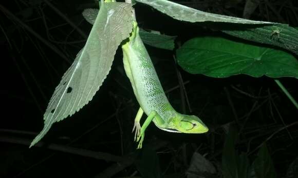 Image of Berthold's Bush Anole