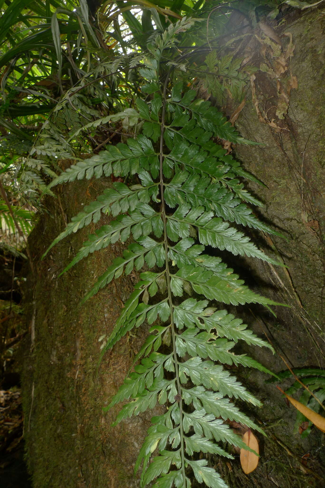 Image of Royal Spleenwort