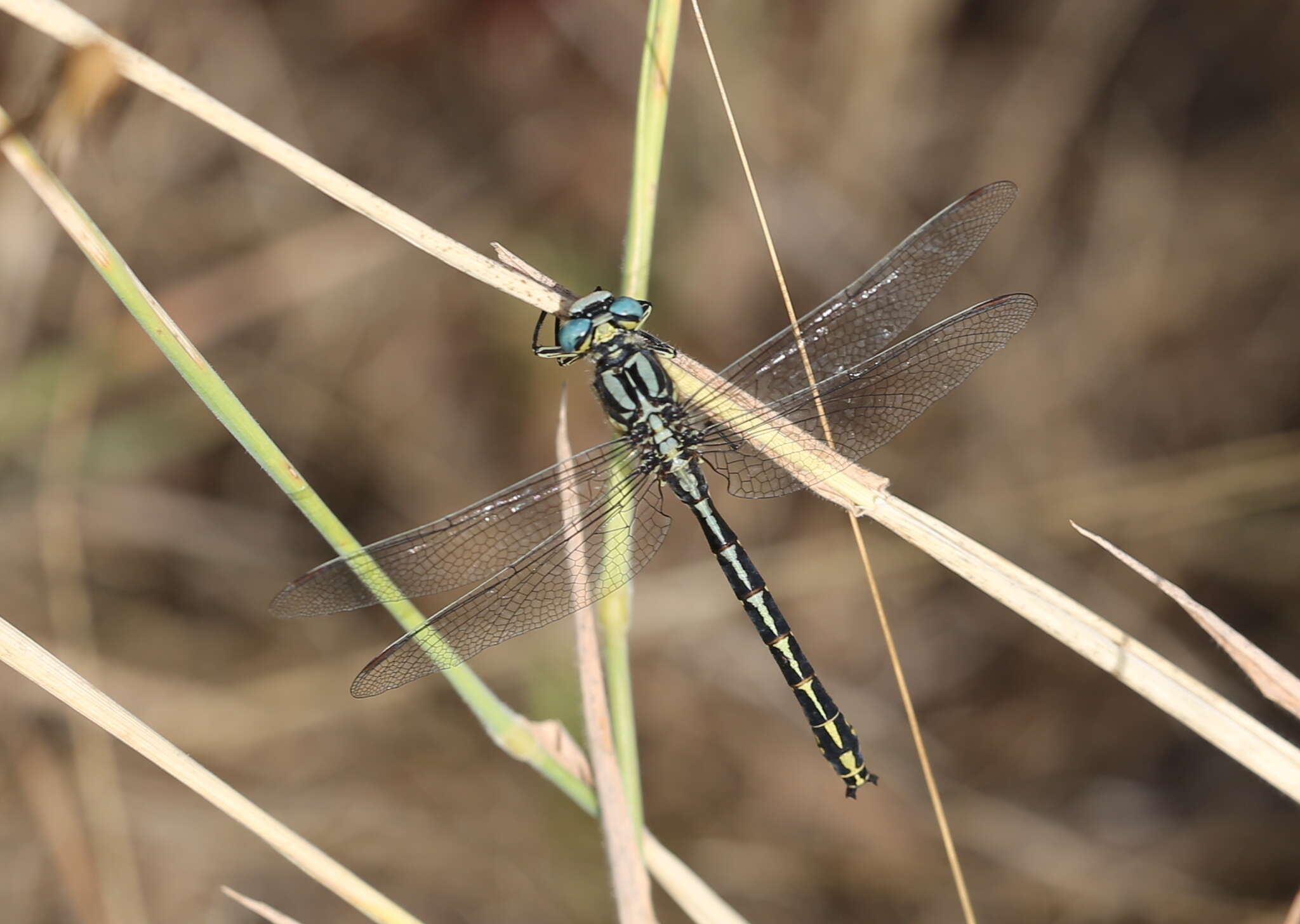 Image of Pronged Clubtail