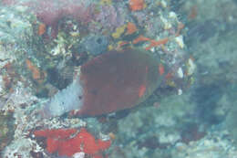 Image of Snooty wrasse