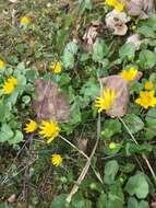 Image of Lesser celandine