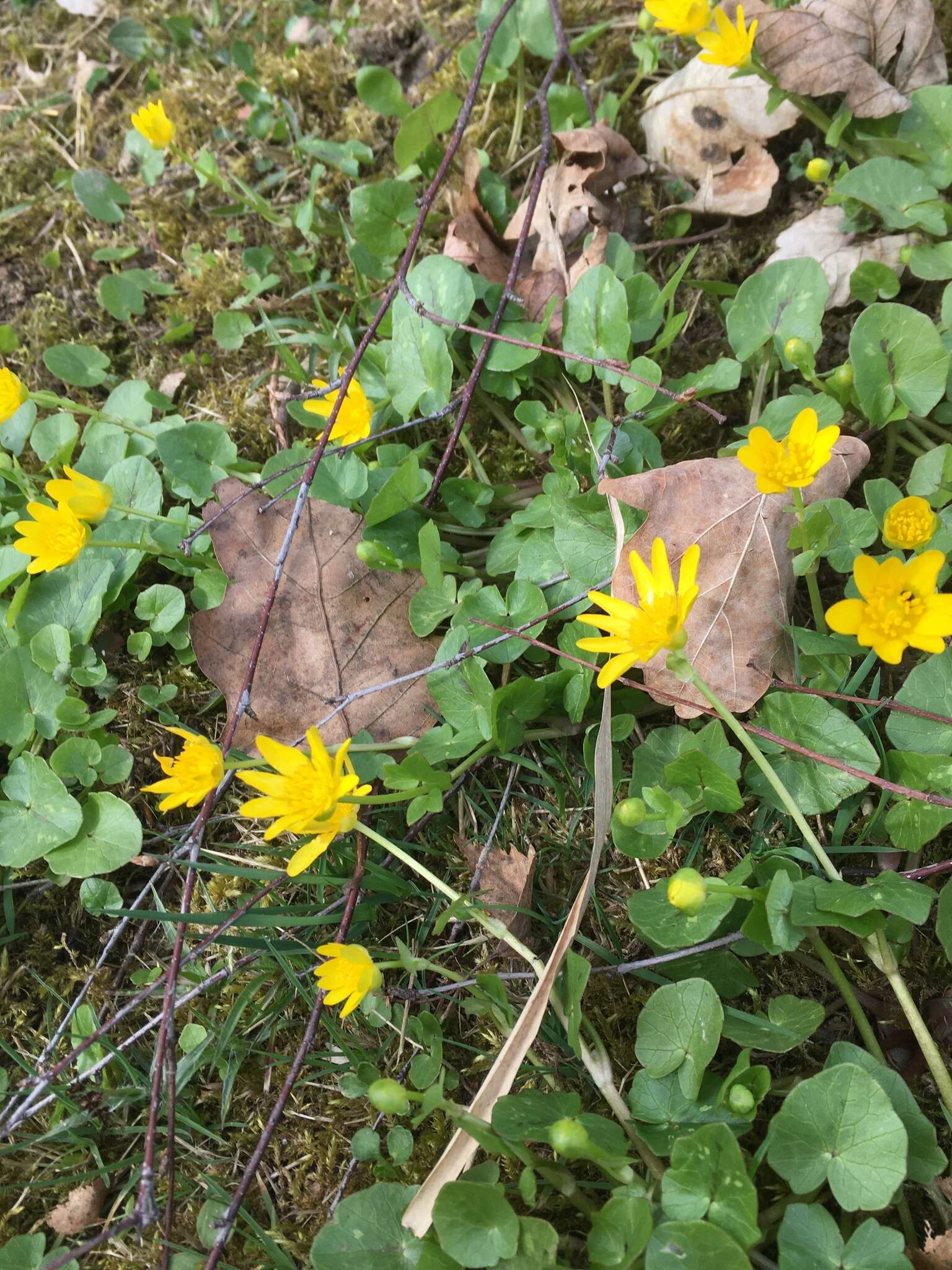 Ficaria verna subsp. verna resmi