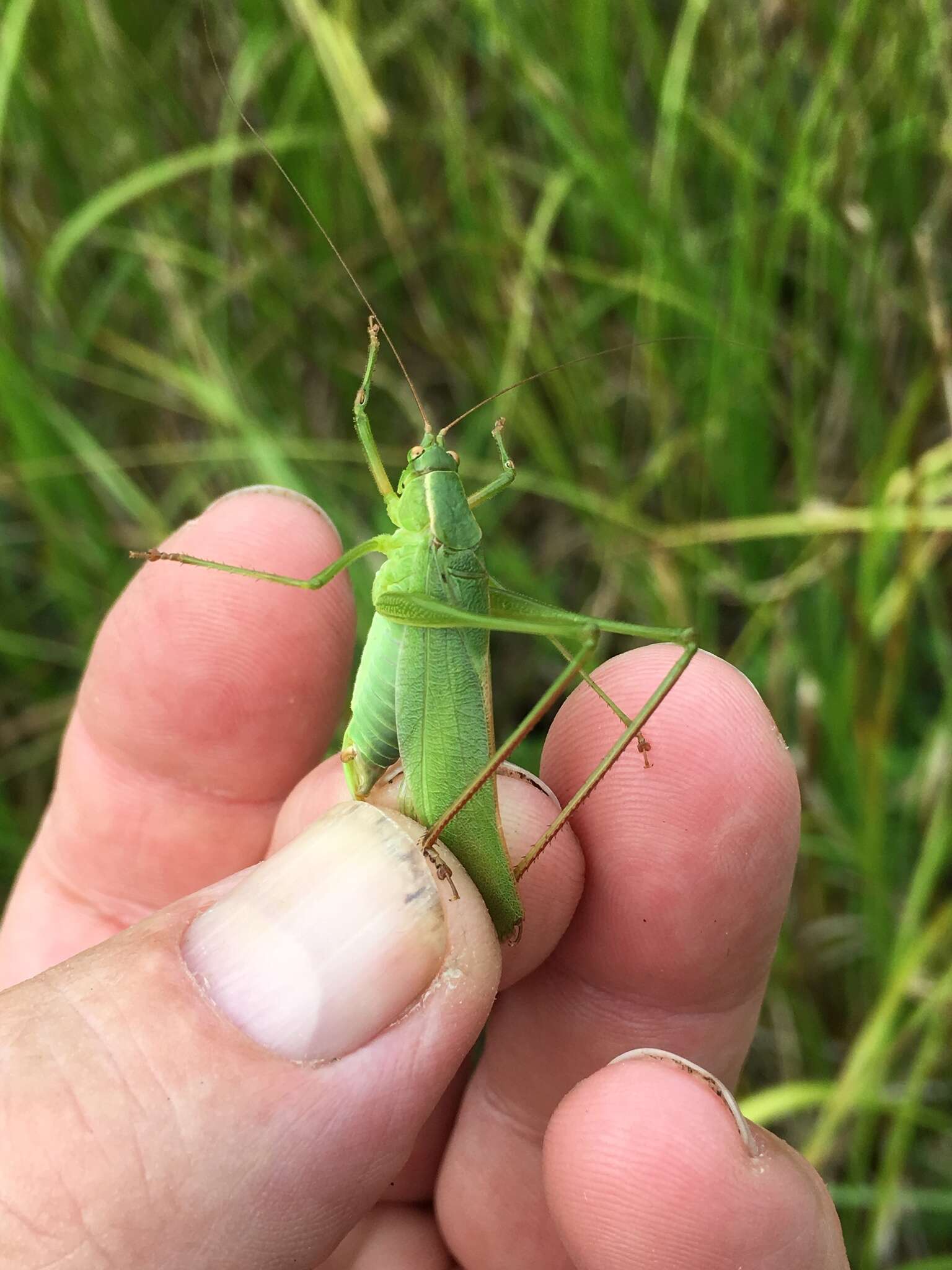 Image of Curve-tailed Bush Katydid