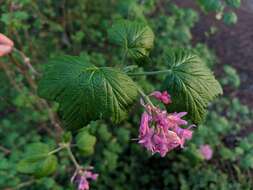 صورة Ribes sanguineum var. glutinosum (Benth.) Loud.