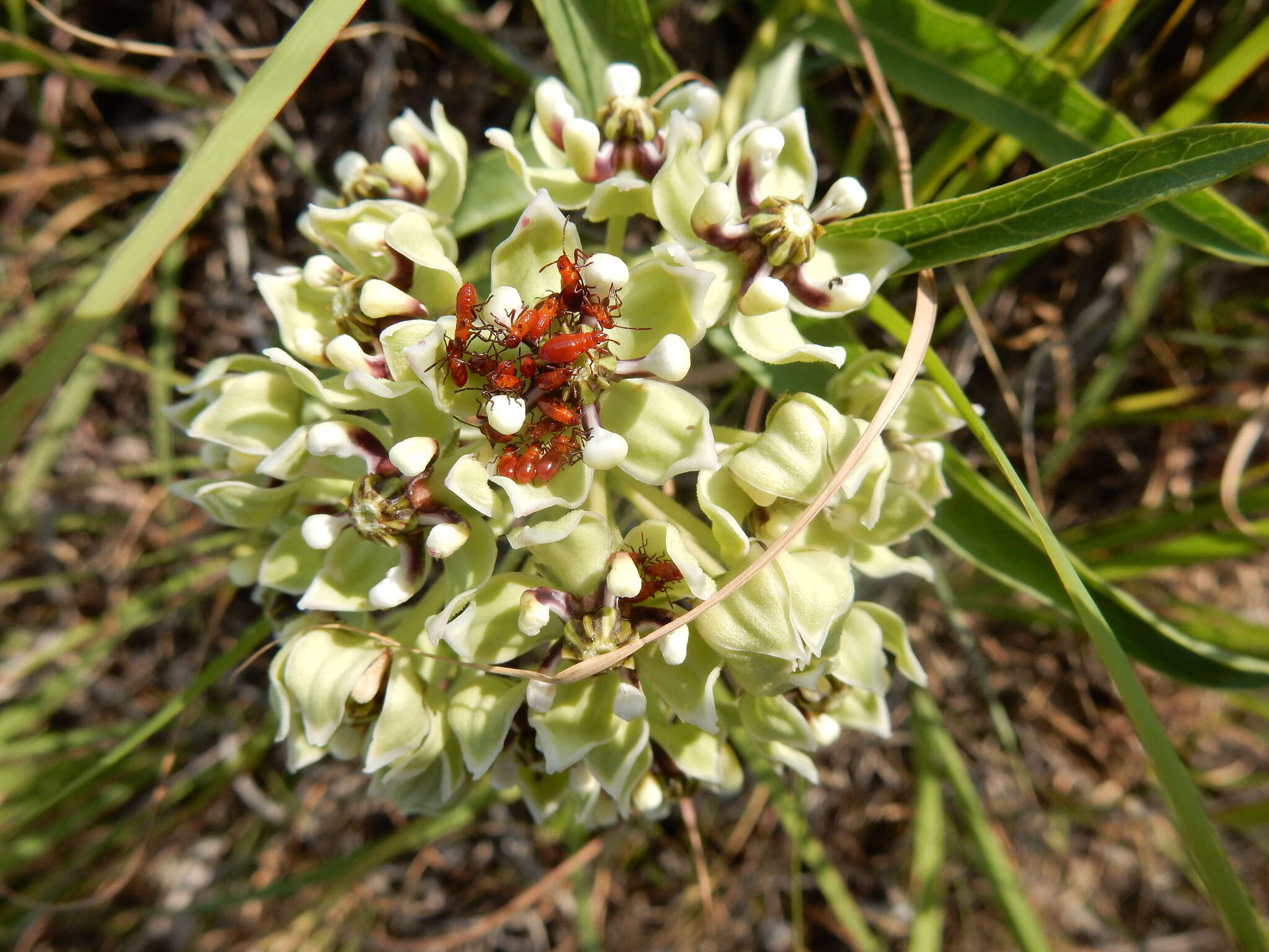 Слика од Asclepias asperula subsp. capricornu (Woods.) Woods.