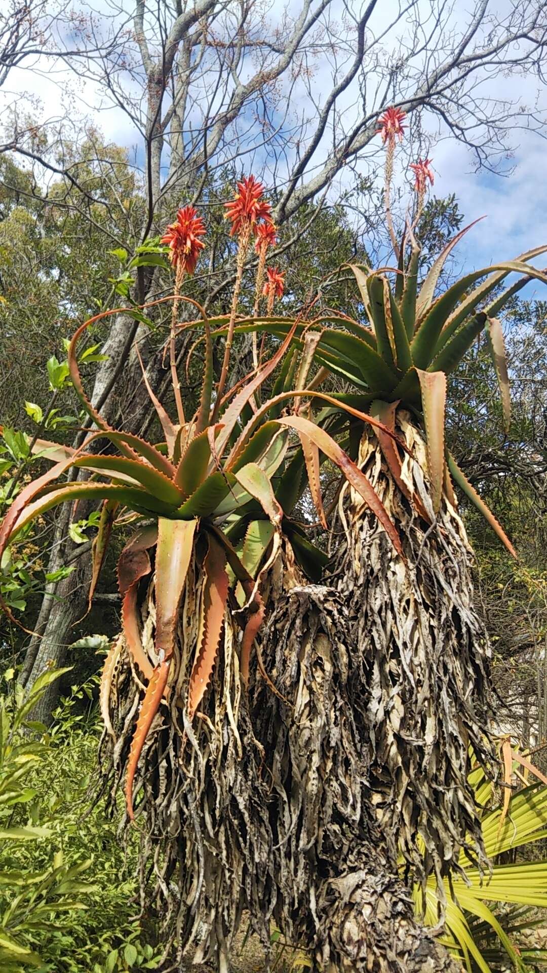 صورة Aloe vaombe Decorse & Poiss.