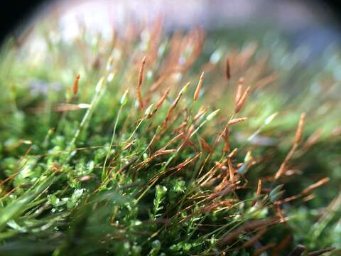 Image of tetraphis moss