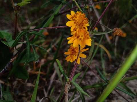 Image of Melampodium americanum L.