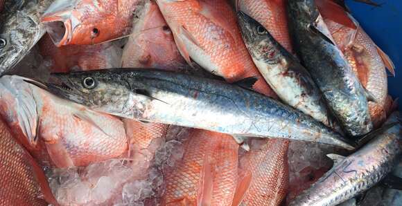 Image of King Mackerel