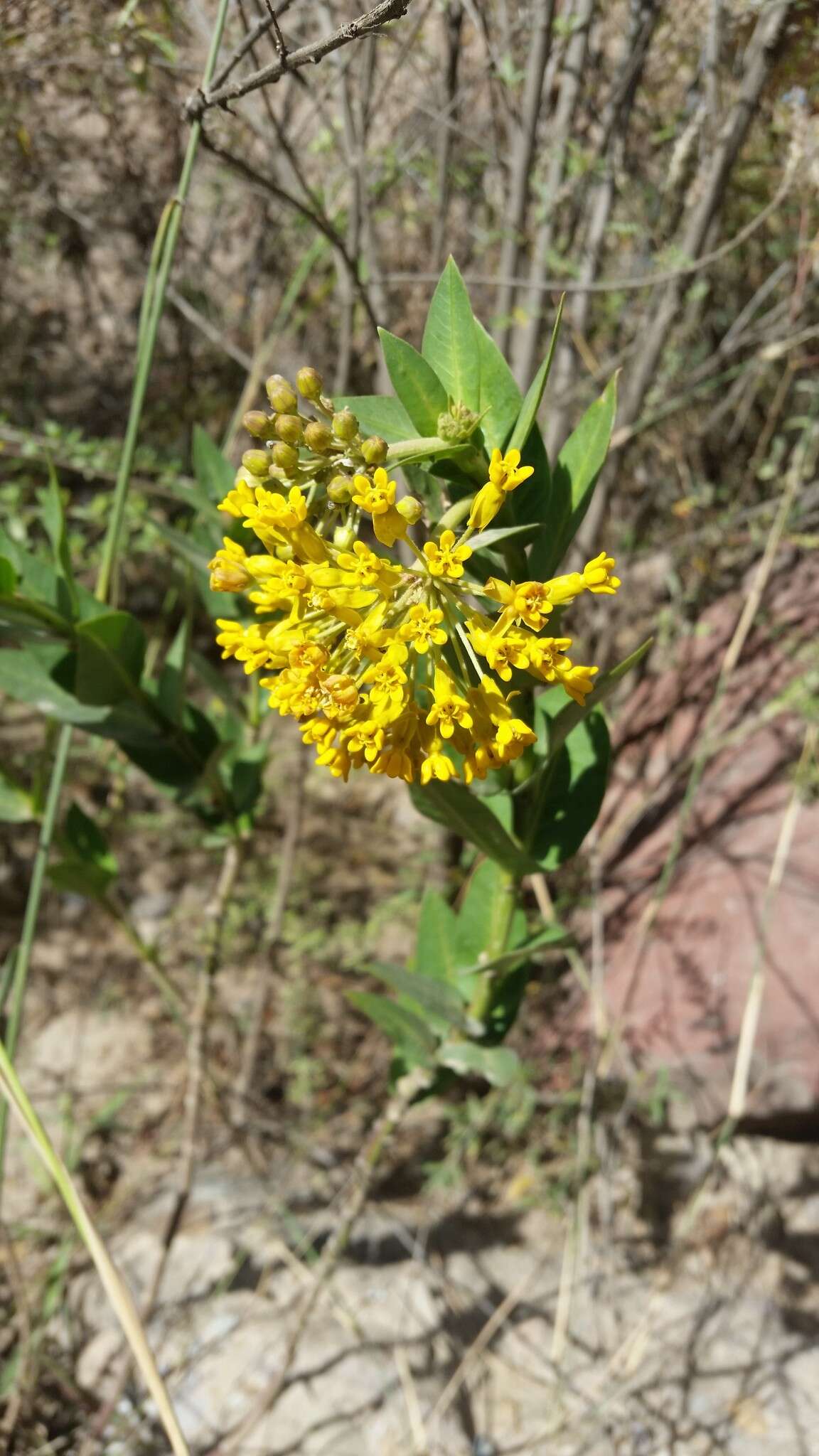 Image of Asclepias barjoniifolia Fourn.