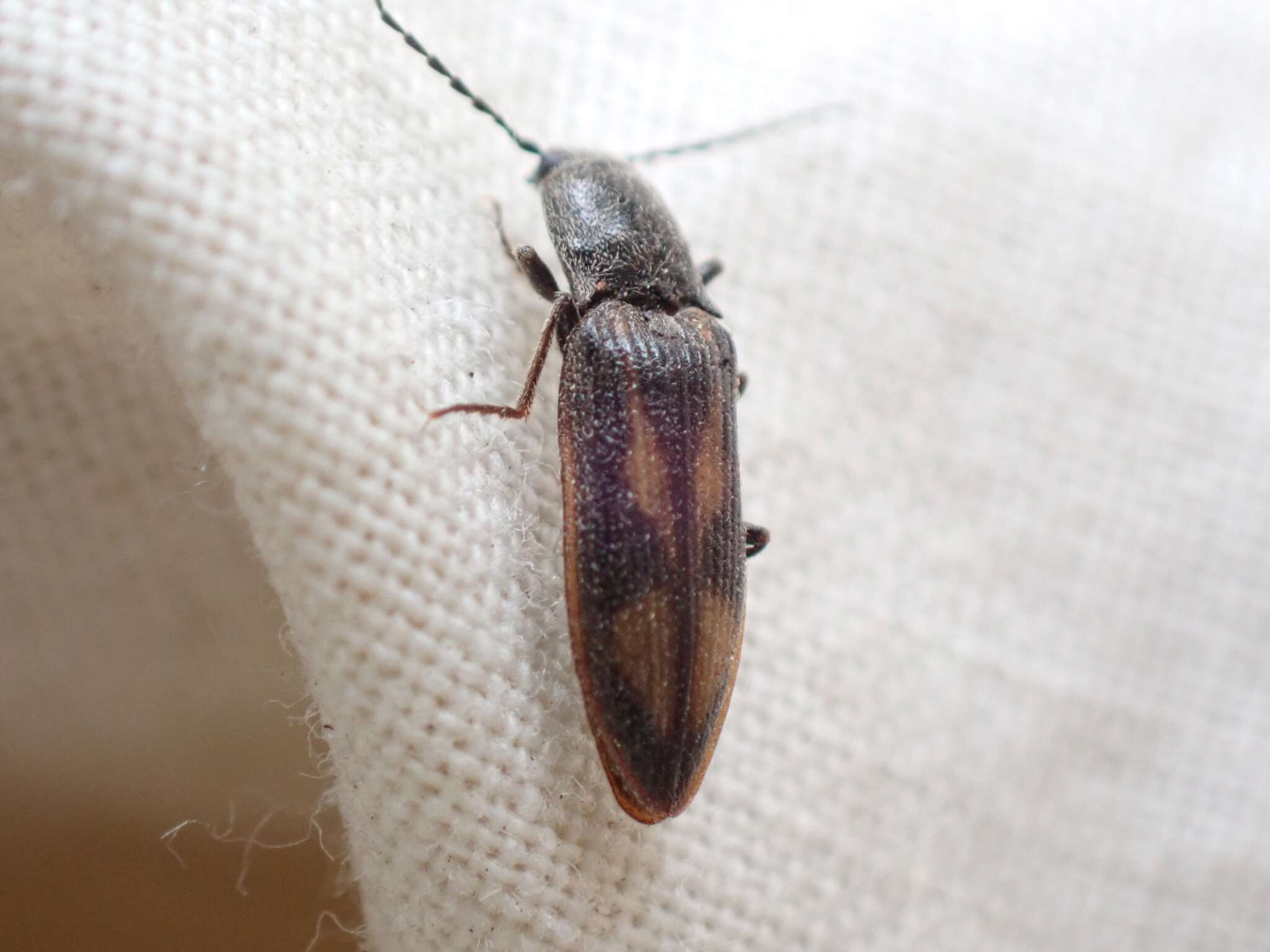 Image of <i>Liotrichus umbripennis</i>