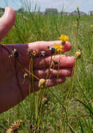 Image of Hopi tea greenthread