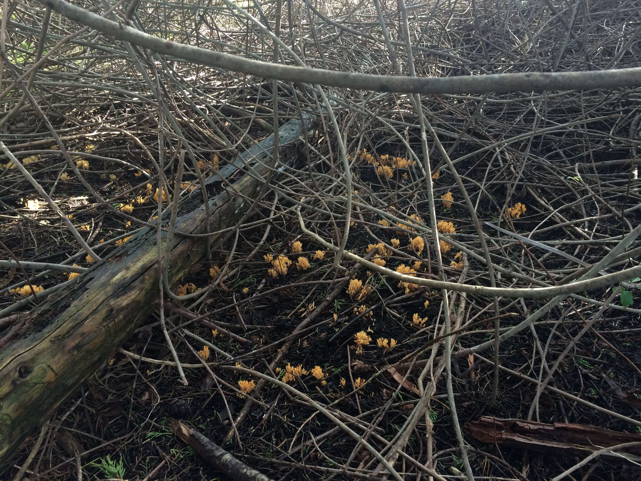 Phaeoclavulina myceliosa resmi