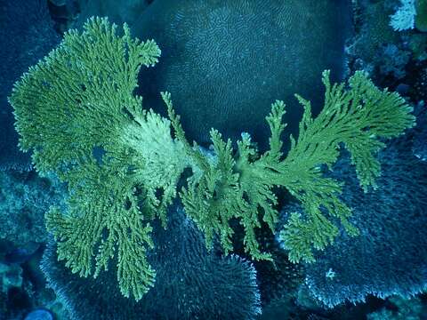 Image of Table coral