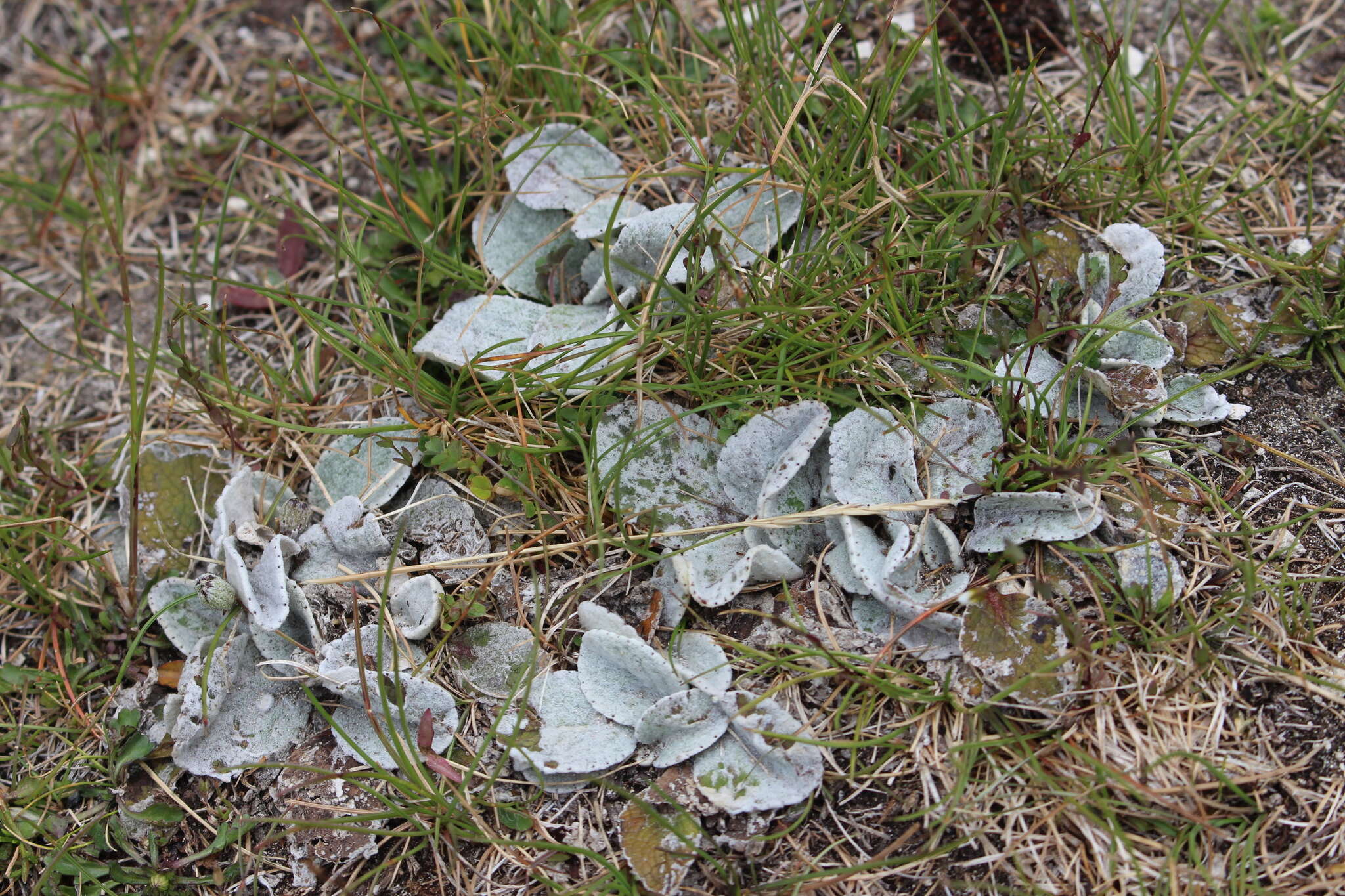 Image of Brachyglottis haastii (Hook. fil.) B. Nord.