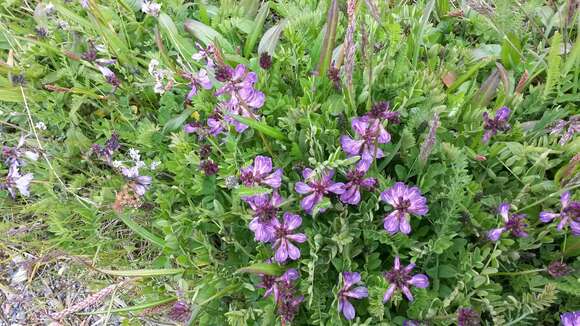 صورة Astragalus alpinus L.