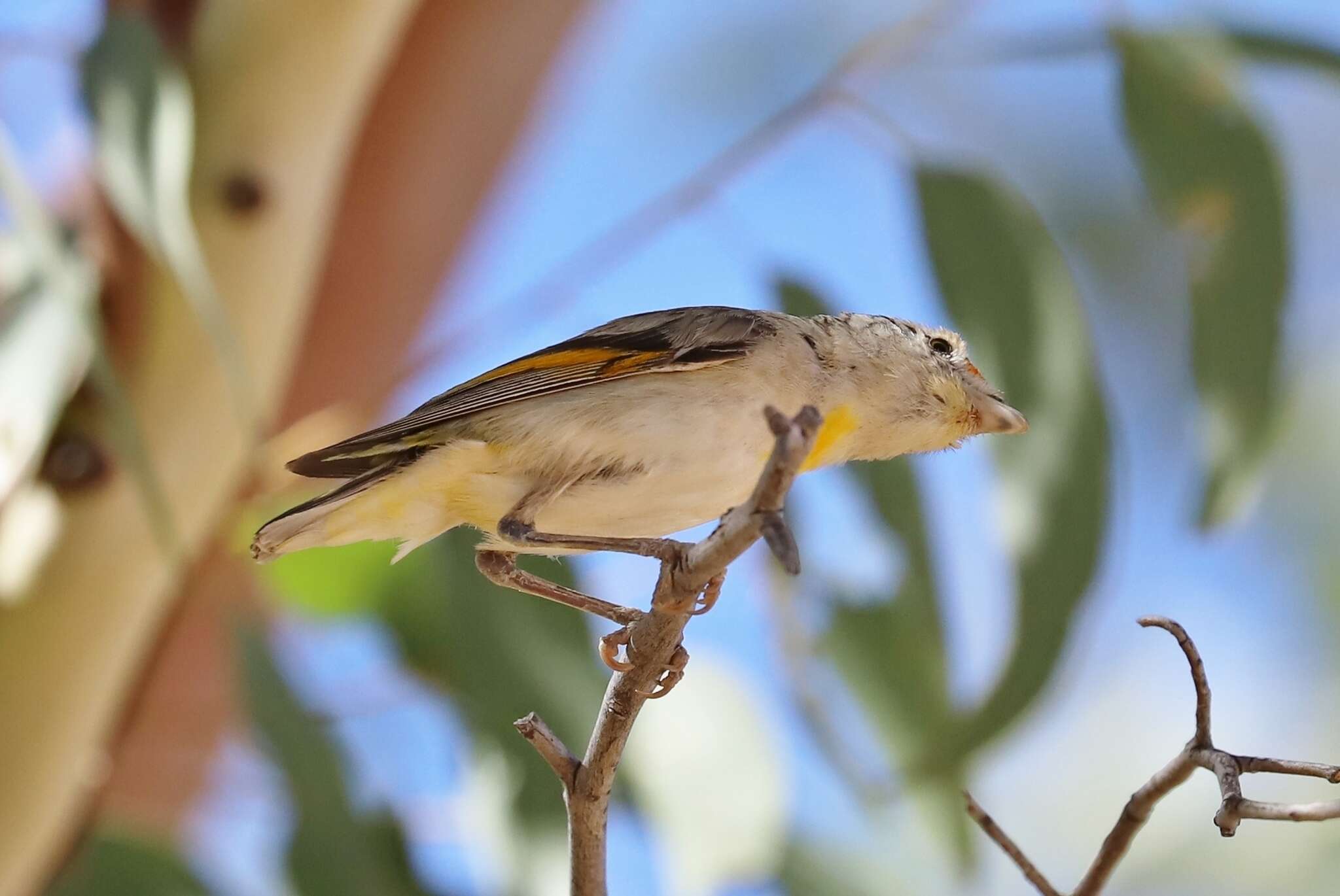 Imagem de Pardalotus rubricatus Gould 1838