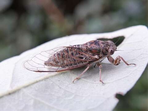 Image of clay bank cicada