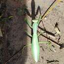 Image of Transcaucasian Giant Mantis