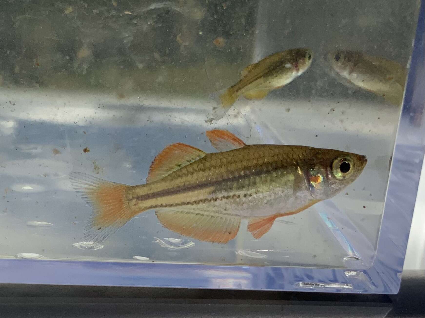 Image of Dwarf rainbowfish