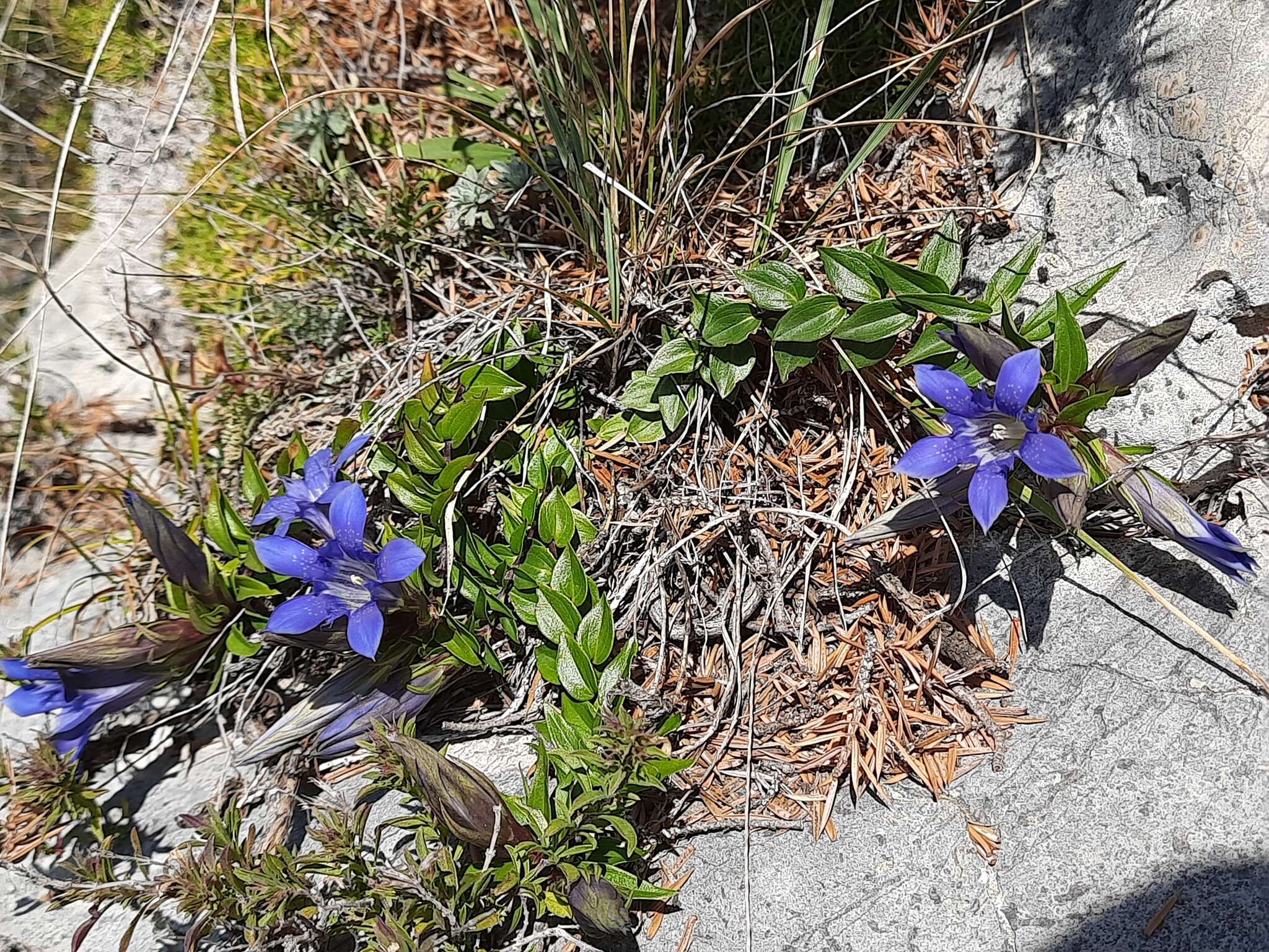 Image of Gentiana septemfida subsp. grossheimii (Doluch.) J. J. Halda