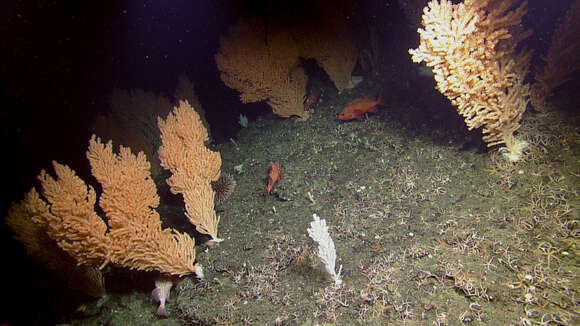 Image of Pacific red tree coral