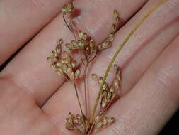 Imagem de Juncus usitatus L. A. S. Johnson