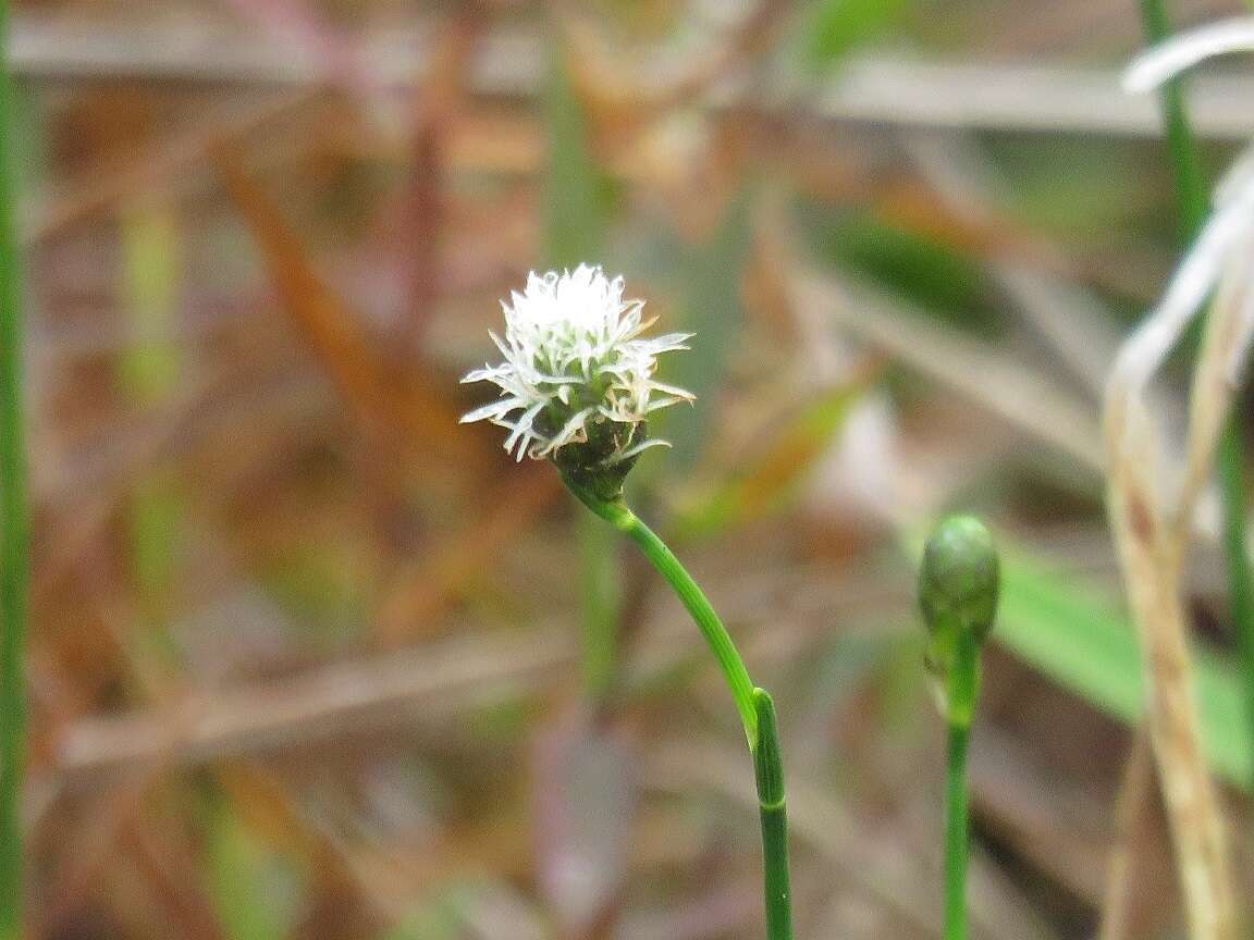 Image of Southern Umbrella Sedge