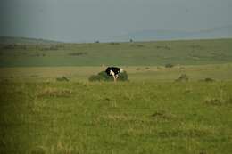 Image of Masai ostrich