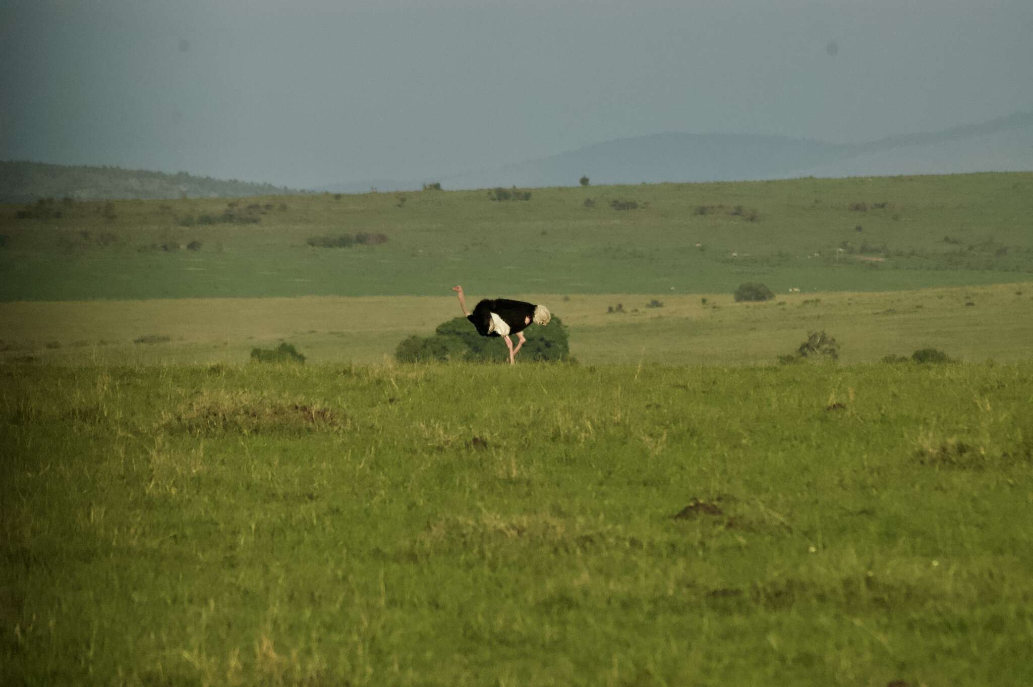 Image of Masai ostrich