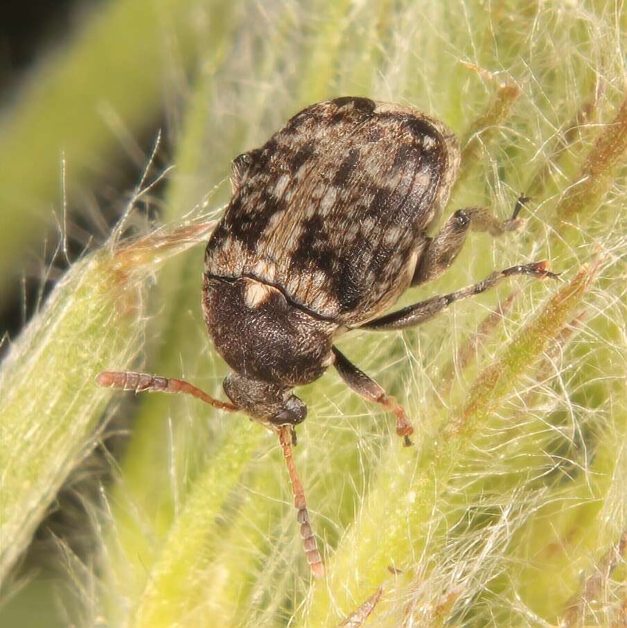 Image of Vetch Bruchid