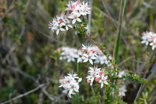 Image of Leionema microphyllum (F. Müll.) Paul G. Wilson