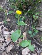 Слика од Doronicum plantagineum subsp. atlanticum (Rouy) Greuter