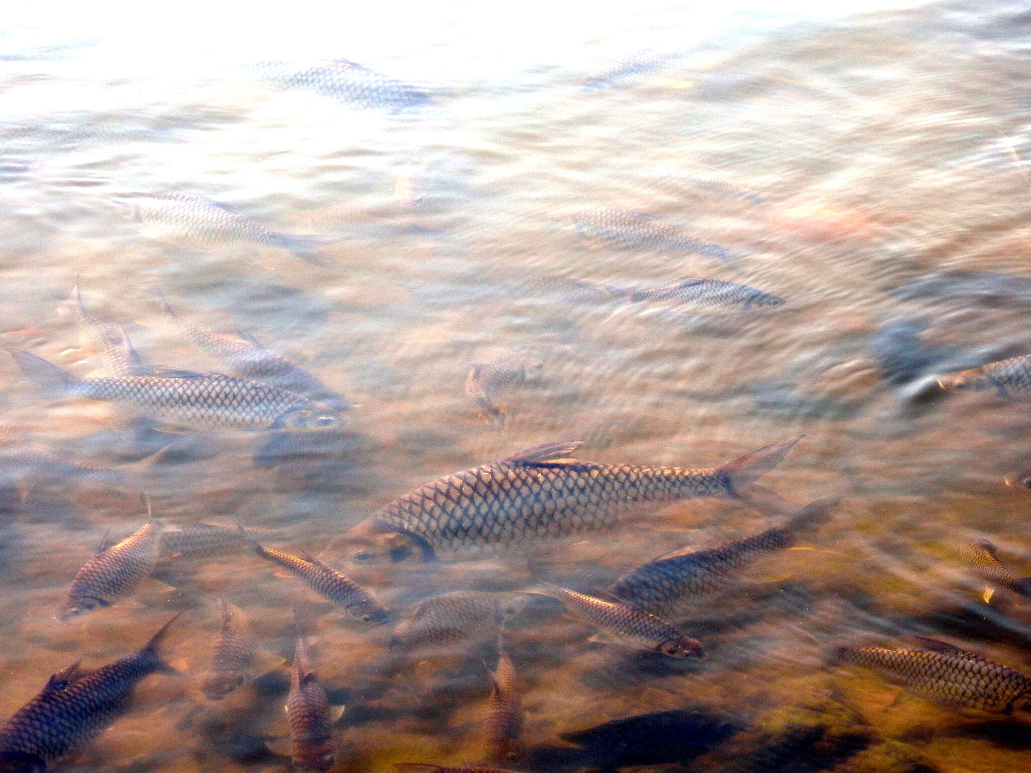 Image of Common barb