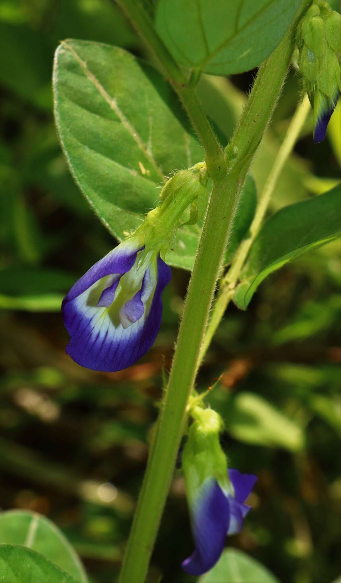 Plancia ëd Clitoria annua J. Graham