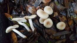 Image of Clitocybe fragrans (With.) P. Kumm. 1871