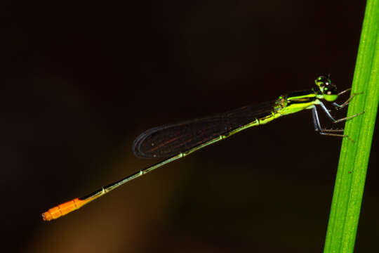 Image of Agriocnemis exsudans Selys 1877